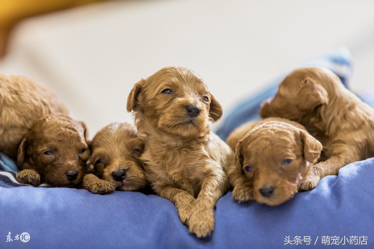 泰迪狗狗怀孕多少天生产（狗狗产后护理指南）