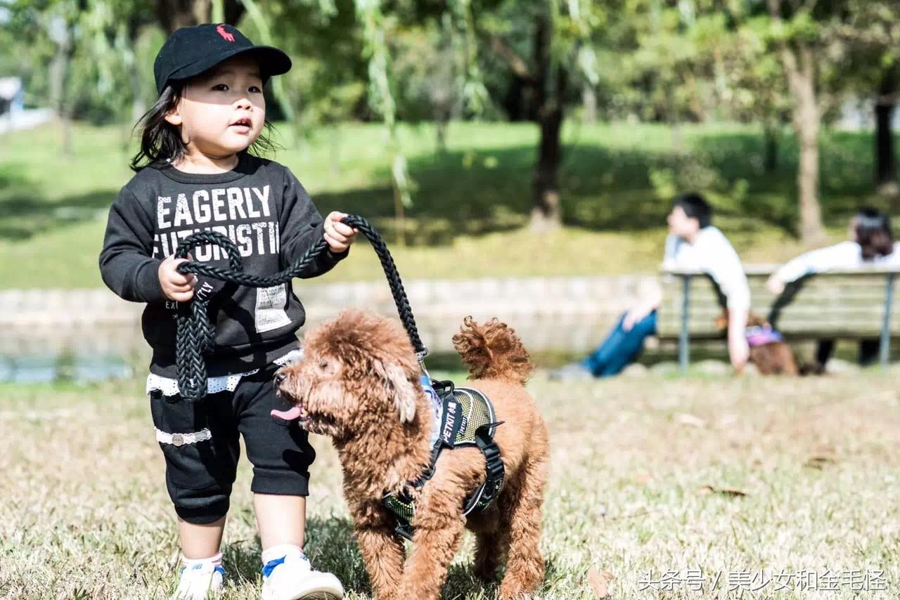 狗狗训练响片指南（快速改善犬只行为问题但需注意不良影响）