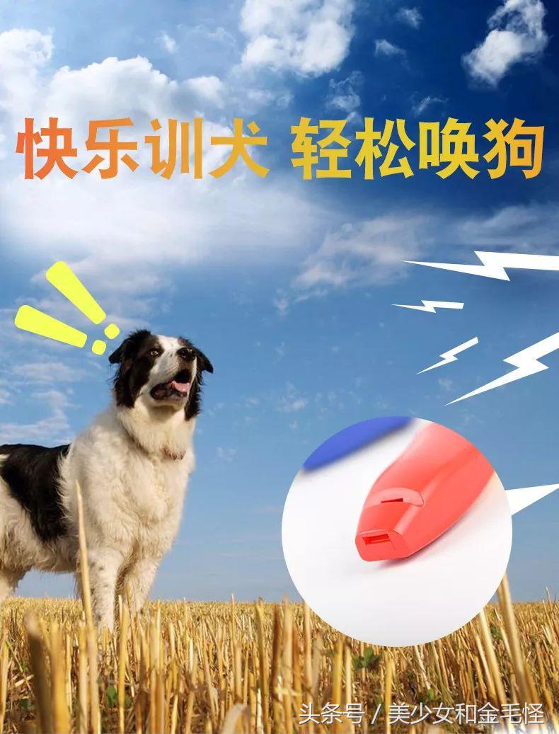 狗狗训练响片指南（快速改善犬只行为问题但需注意不良影响）