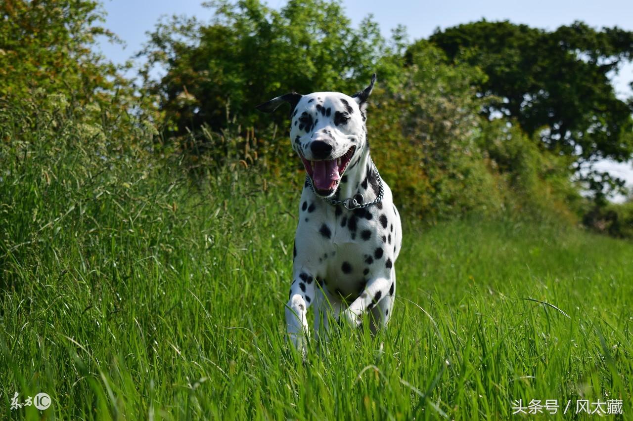 普京的3条爱犬：科尼陪他14年 大麦町犬 被公认为最优雅的品种之一