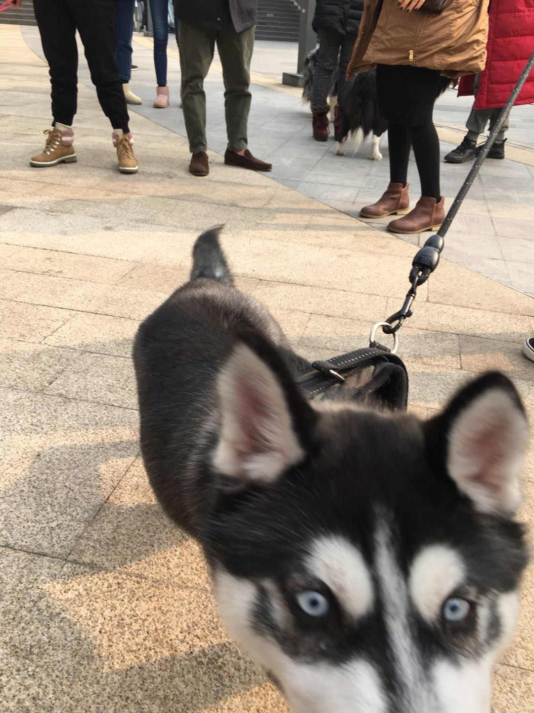 成都买宠物狗去哪买好呢（成都宠物市场指南）