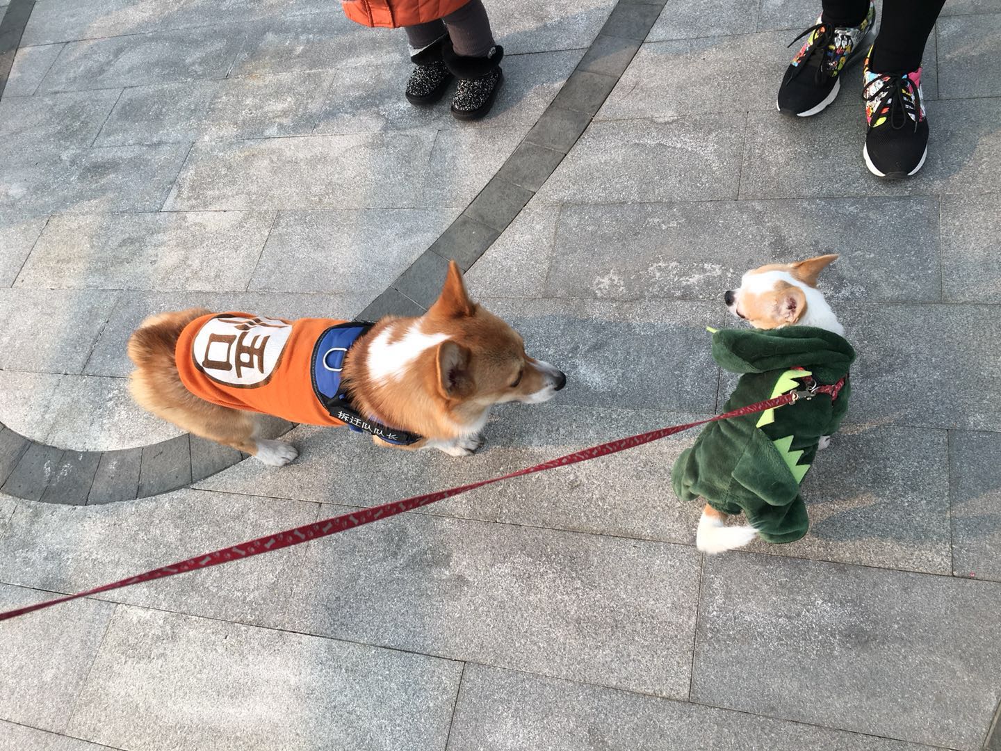 成都买宠物狗去哪买好呢（成都宠物市场指南）