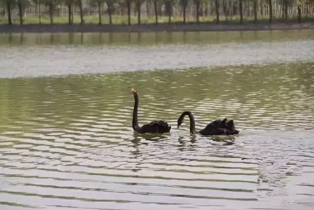濮阳家电维修培训售后 濮阳黑天鹅家电帝国的背后：一位弱女子25年的坚守！