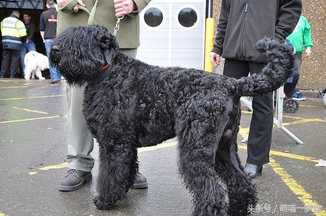 威风十足的狗狗（介绍长相酷似狮子的藏獒、大丹等壮硕品种）