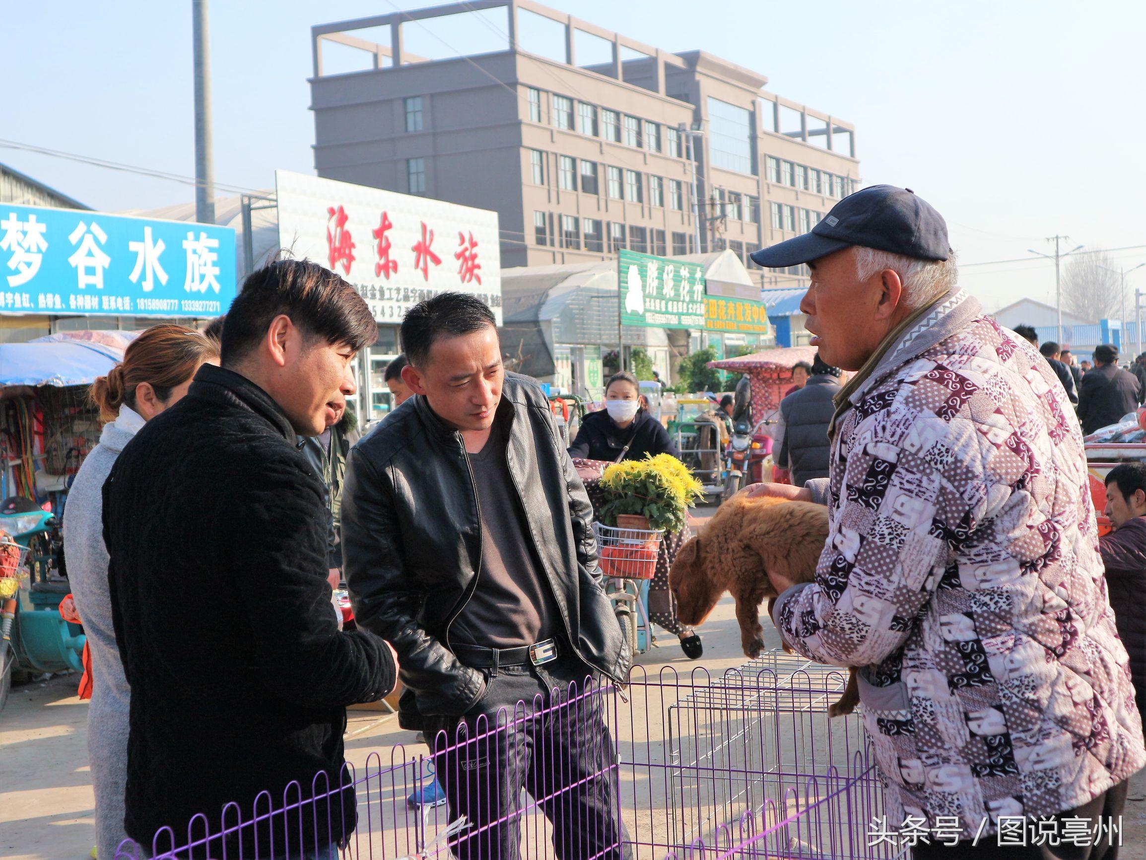 亳州买狗上哪买宠物市场地址（亳州宠物市场购买指南）