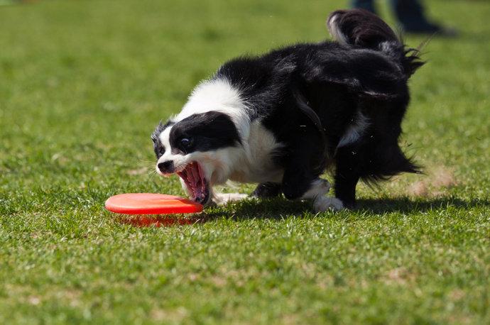 边牧有多少品种 边牧犬有几种