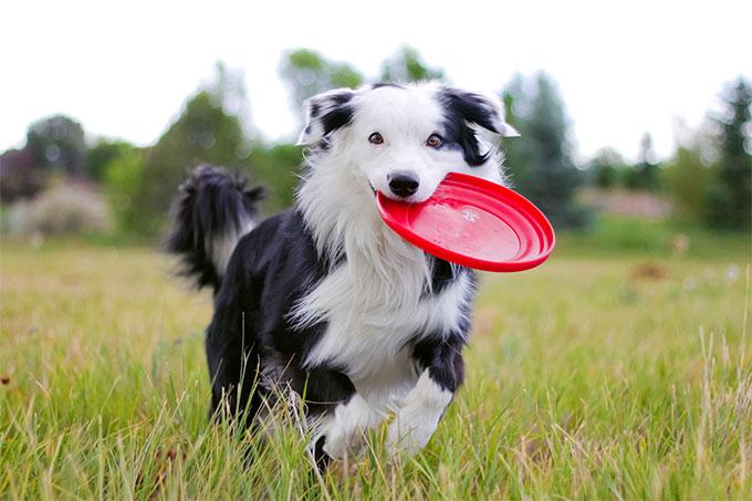 边牧有多少品种 边牧犬有几种