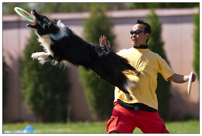 边牧有多少品种 边牧犬有几种