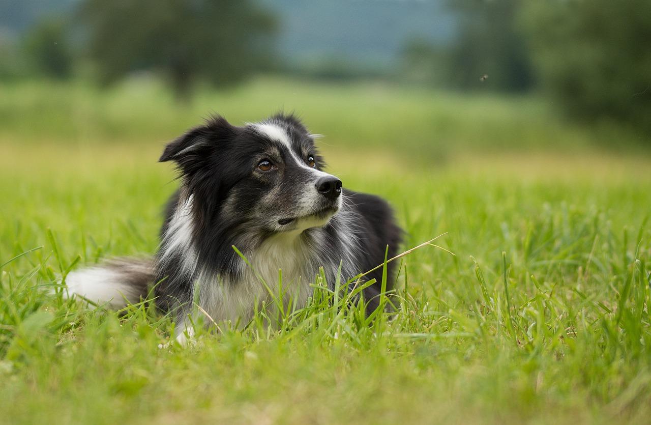 边牧有多少品种 边牧犬有几种