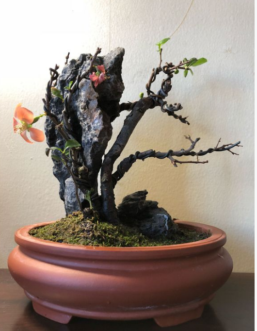 四季梅老桩盆景(开花的盆景树)-柯彬号