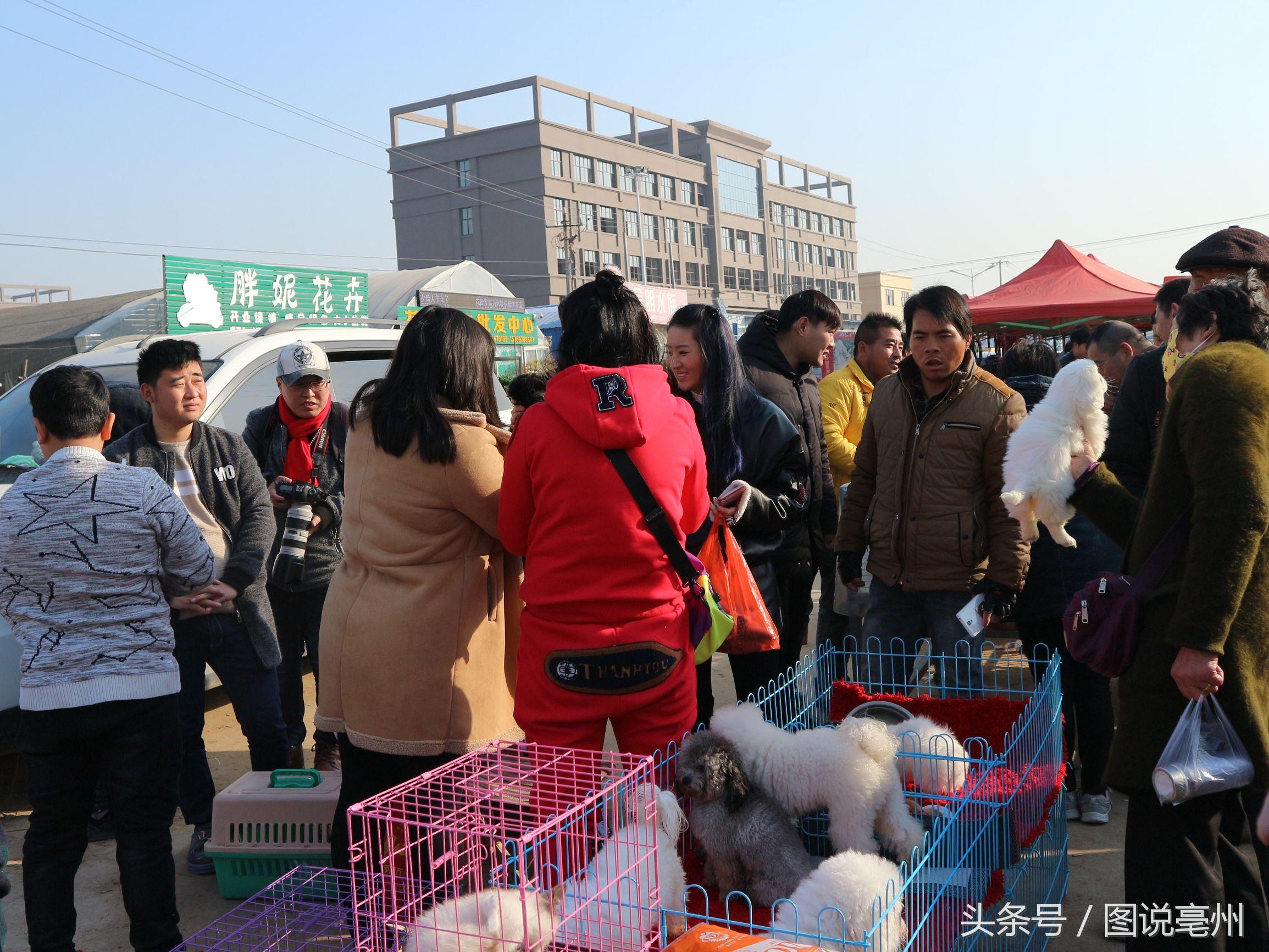 亳州买狗上哪买宠物市场地址（亳州宠物市场购买指南）