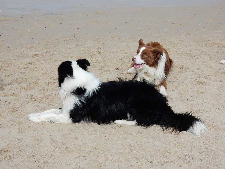 边牧有多少品种 边牧犬有几种