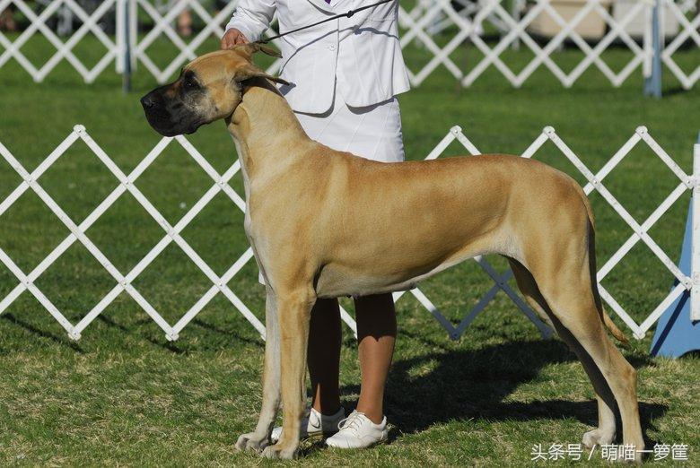 威风十足的狗狗（介绍长相酷似狮子的藏獒、大丹等壮硕品种）