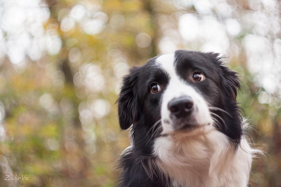 边牧有多少品种 边牧犬有几种