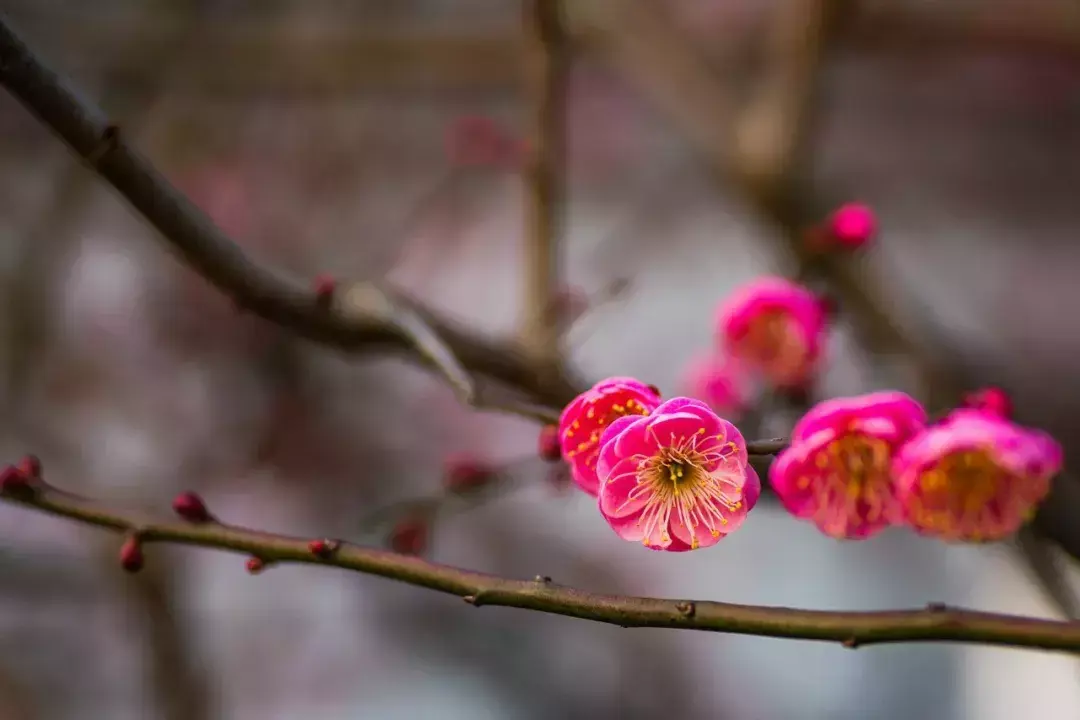 梅花诗十首(梅花诗十首邵雍)插图(2)