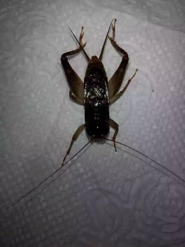 蟋蟀珍贵图片之异虫大全