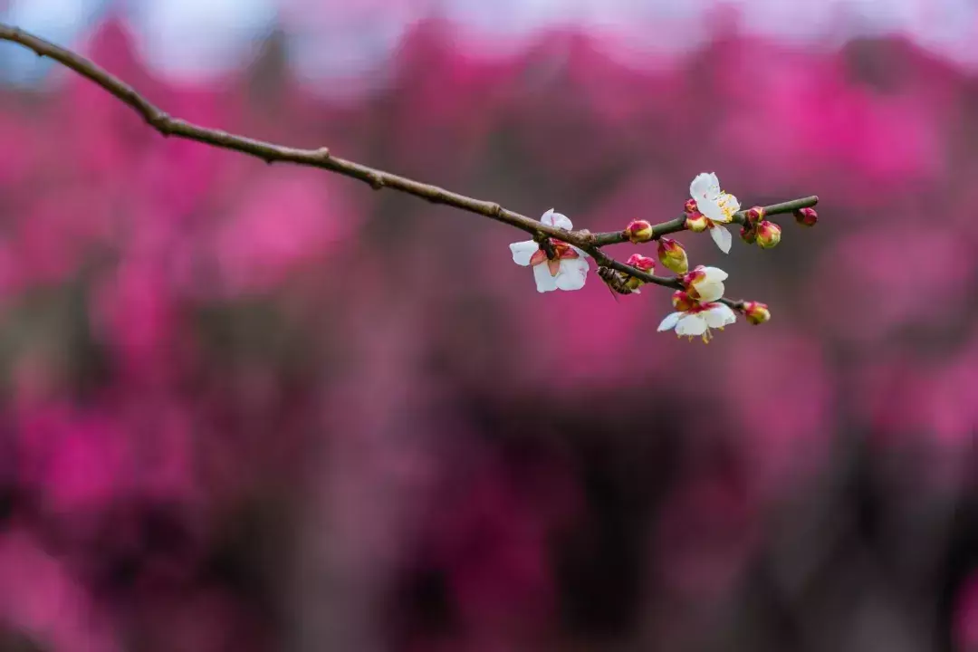 梅花诗十首(梅花诗十首邵雍)插图(9)