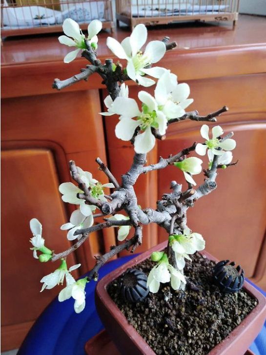四季梅老桩盆景(开花的盆景树)-柯彬号