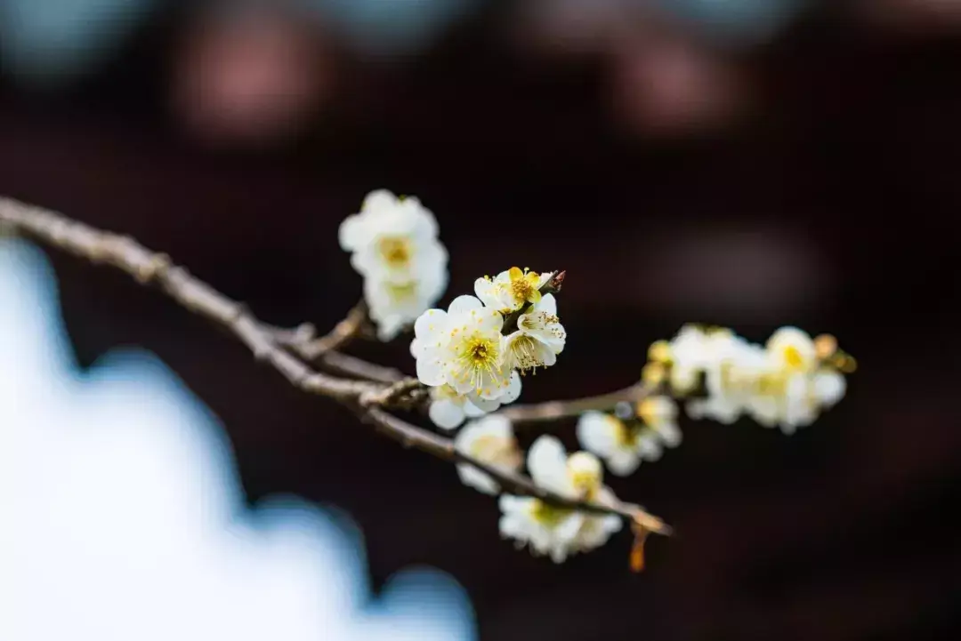 梅花诗十首(梅花诗十首邵雍)插图(5)