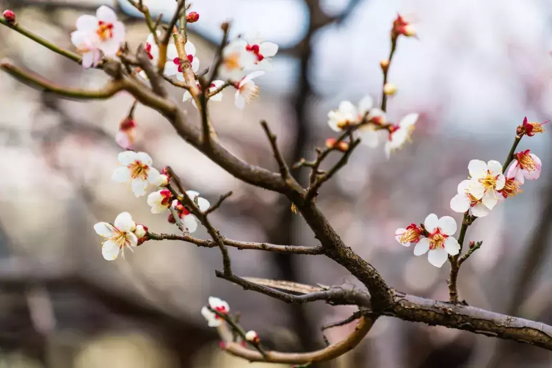 梅花诗十首(梅花诗十首邵雍)插图(3)