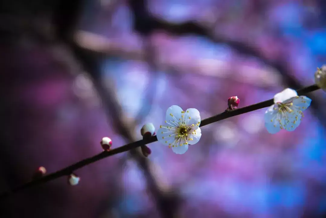 梅花诗十首(梅花诗十首邵雍)插图(4)