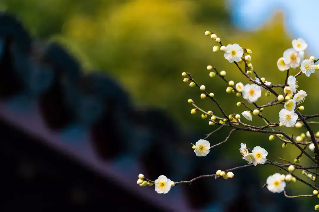 梅花诗十首(梅花诗十首邵雍)插图(6)