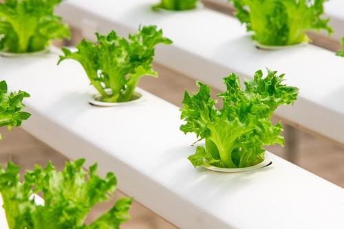 蔬菜大棚造价每亩多少钱(蔬菜大棚造价明细)
