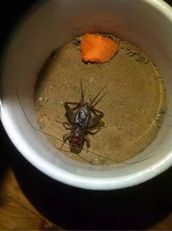 蟋蟀珍贵图片之异虫大全