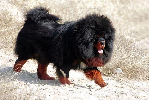 藏獒多少钱一只纯种，藏獒多少钱一只幼仔（世界上最贵的藏獒价值4000万）