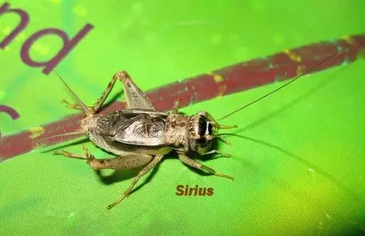 天才歌手油葫芦油葫芦又名结缕黄,由于其全身油光锃亮,就象刚从油瓶中