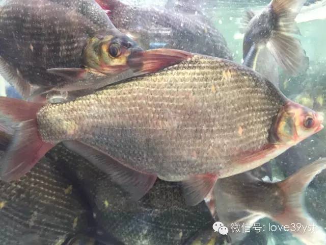 鲈鱼的功效和作用，鲈鱼的功效和作用及禁忌（但是您真的吃对了吗）