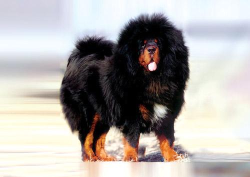 藏獒多少钱一只纯种，藏獒多少钱一只幼仔（世界上最贵的藏獒价值4000万）