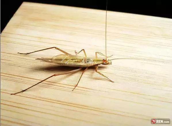 天才歌手油葫芦油葫芦又名结缕黄,由于其全身油光锃亮,就象刚从油瓶中