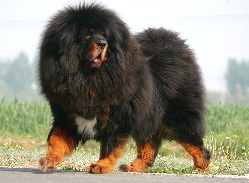 藏獒多少钱一只纯种，藏獒多少钱一只幼仔（世界上最贵的藏獒价值4000万）