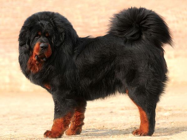 藏獒多少钱一只纯种，藏獒多少钱一只幼仔（世界上最贵的藏獒价值4000万）