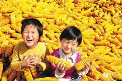 紫云烟有几种，紫云烟的种类（宁夏大武口的一段顺口溜）