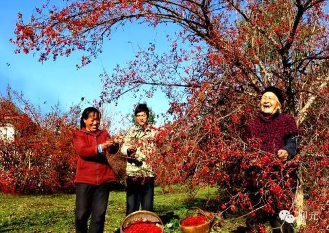 紫云烟有几种，紫云烟的种类（宁夏大武口的一段顺口溜）