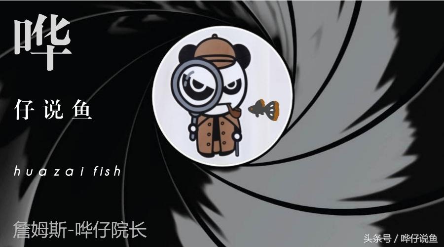 告水族从业者：观赏鱼批发市场最新动态与经营指南，助您把握行业先机