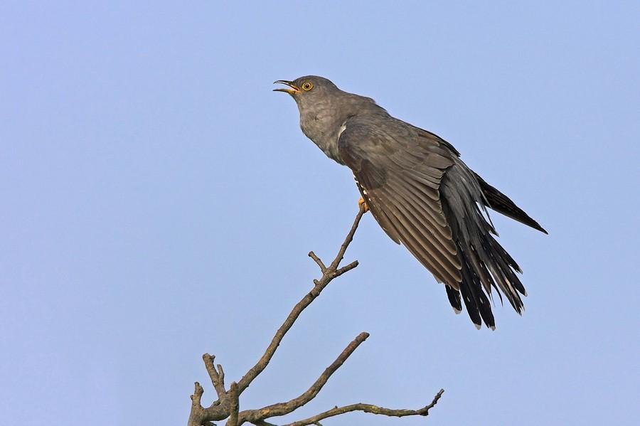 老鸹和喜鹊的区别,老鸹和喜鹊的区别有哪些(故乡的那些鸟,你还记得吗)