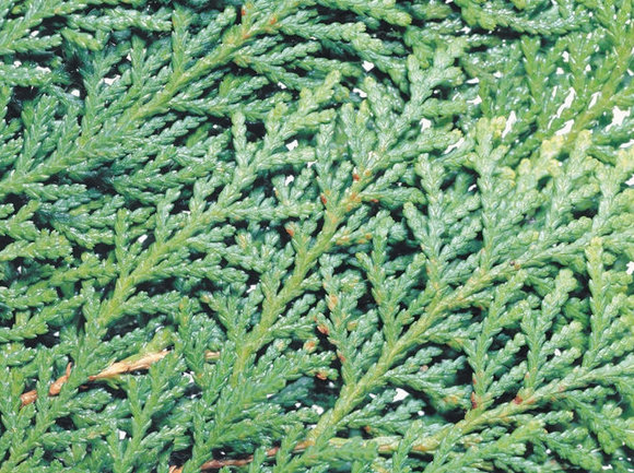 侧柏叶泡酒比例，侧柏叶泡酒的方法（侧柏叶泡酒精擦头皮15天生发鼻祖）