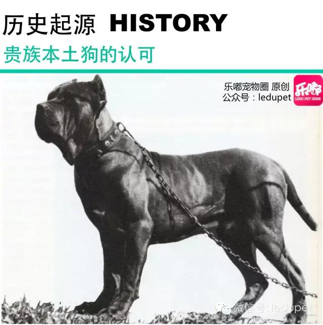 卡斯罗裁耳多少钱 卡斯罗犬怎么看纯不纯种怎么分别