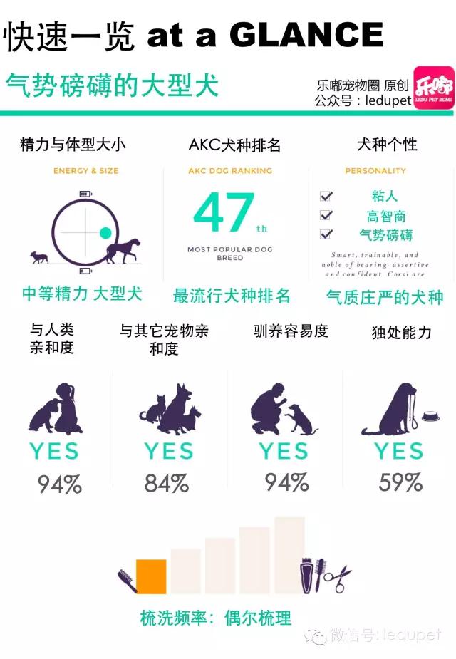 卡斯罗裁耳多少钱 卡斯罗犬怎么看纯不纯种怎么分别