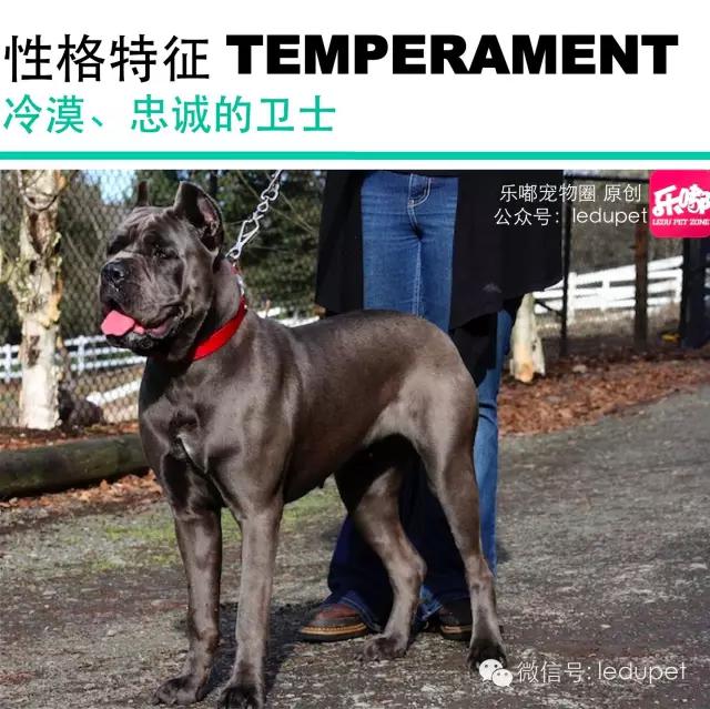 卡斯罗裁耳多少钱 卡斯罗犬怎么看纯不纯种怎么分别