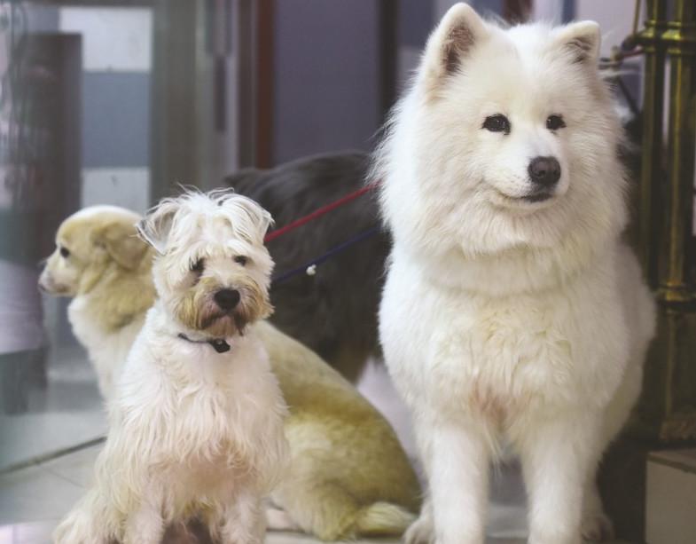 三岁的泰迪能卖多少钱 泰迪犬3岁有多大了