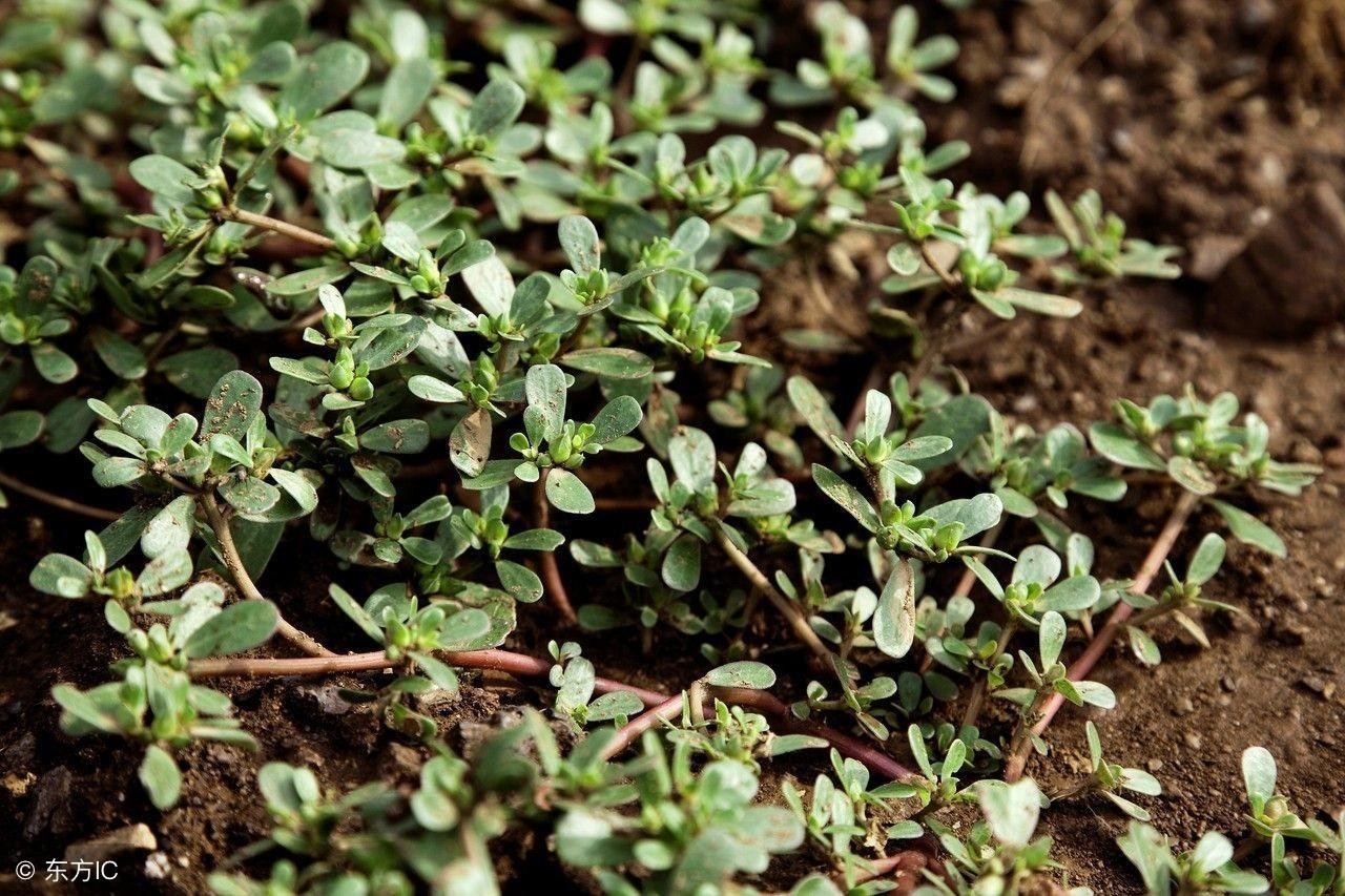 马齿苋和红糖作用(每日说中药) - 行就行