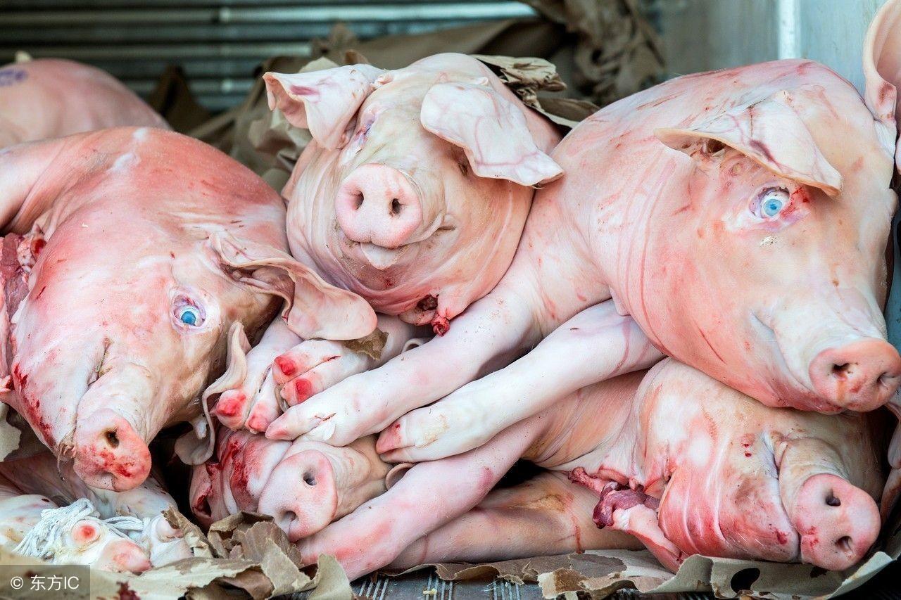 wtkjdtxj感染案例（养猪必修课）