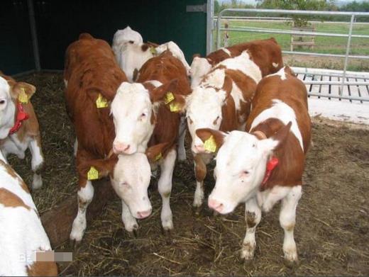 wtkjdtxj感染案例（奶牛血乳症的病因分析）