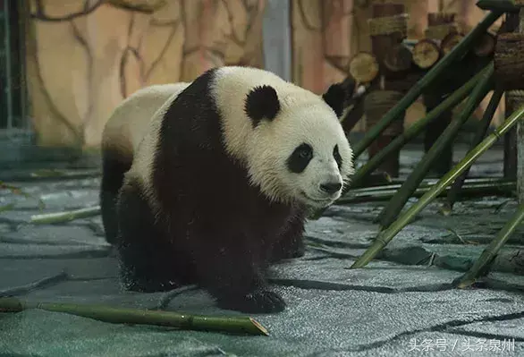 泉州动物园在哪里(泉州动物园)