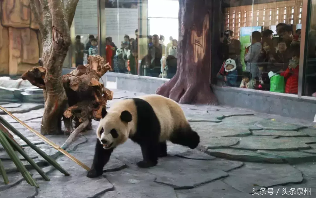 泉州动物园在哪里(泉州动物园)