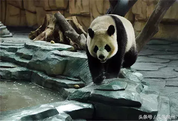 泉州动物园在哪里(泉州动物园)